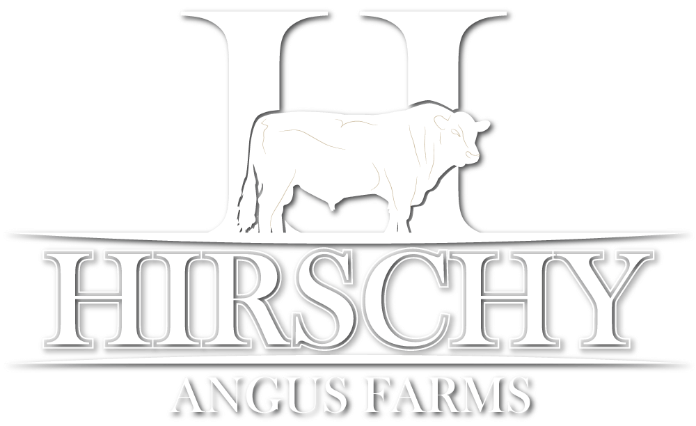 Hirschy Angus